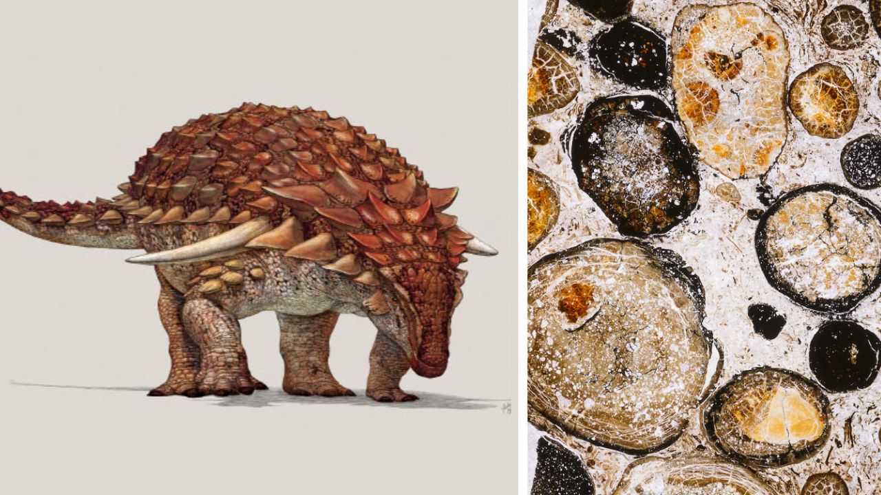 A última refeição de um dinossauro ‘blindado’, há 110 milhões de anos