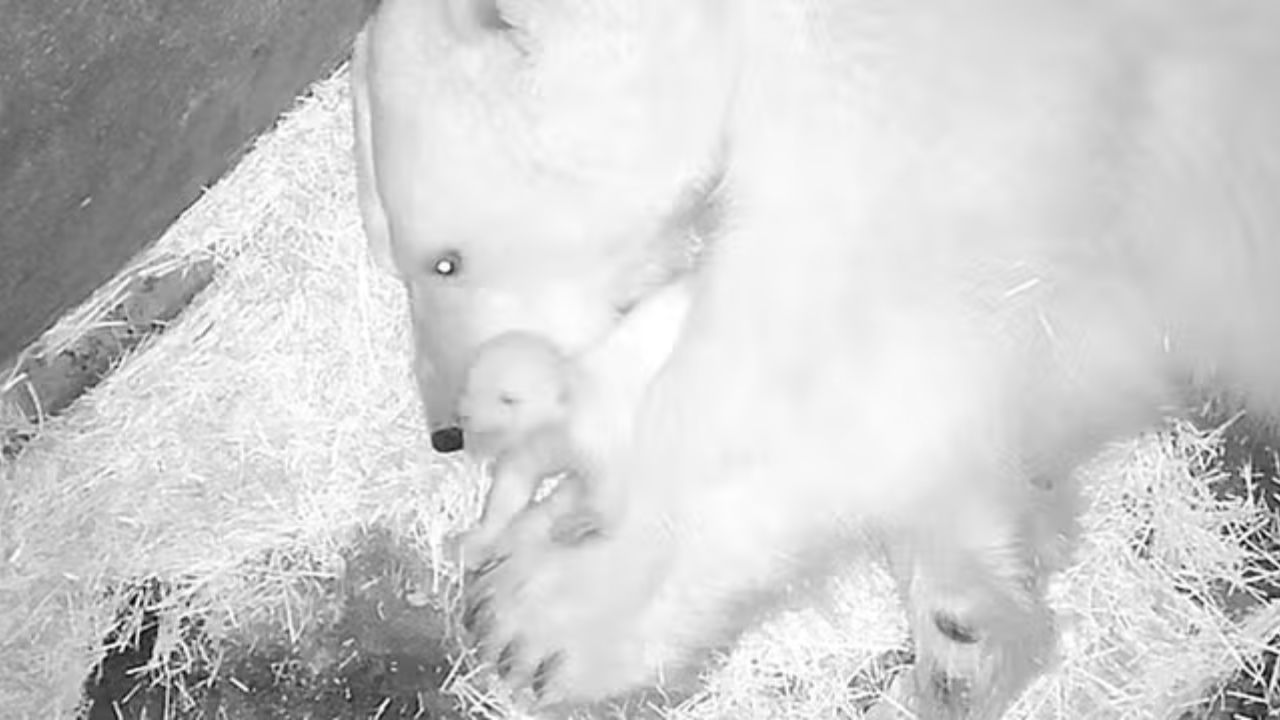 Primeira ursa polar da América Latina nasce no Aquário de SP