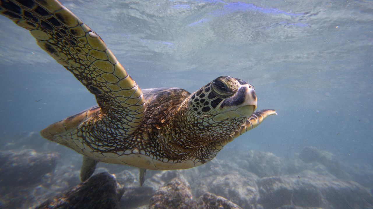 Tartarugas têm capacidade de criar ‘mapas pessoais’ de seus habitats, diz estudo