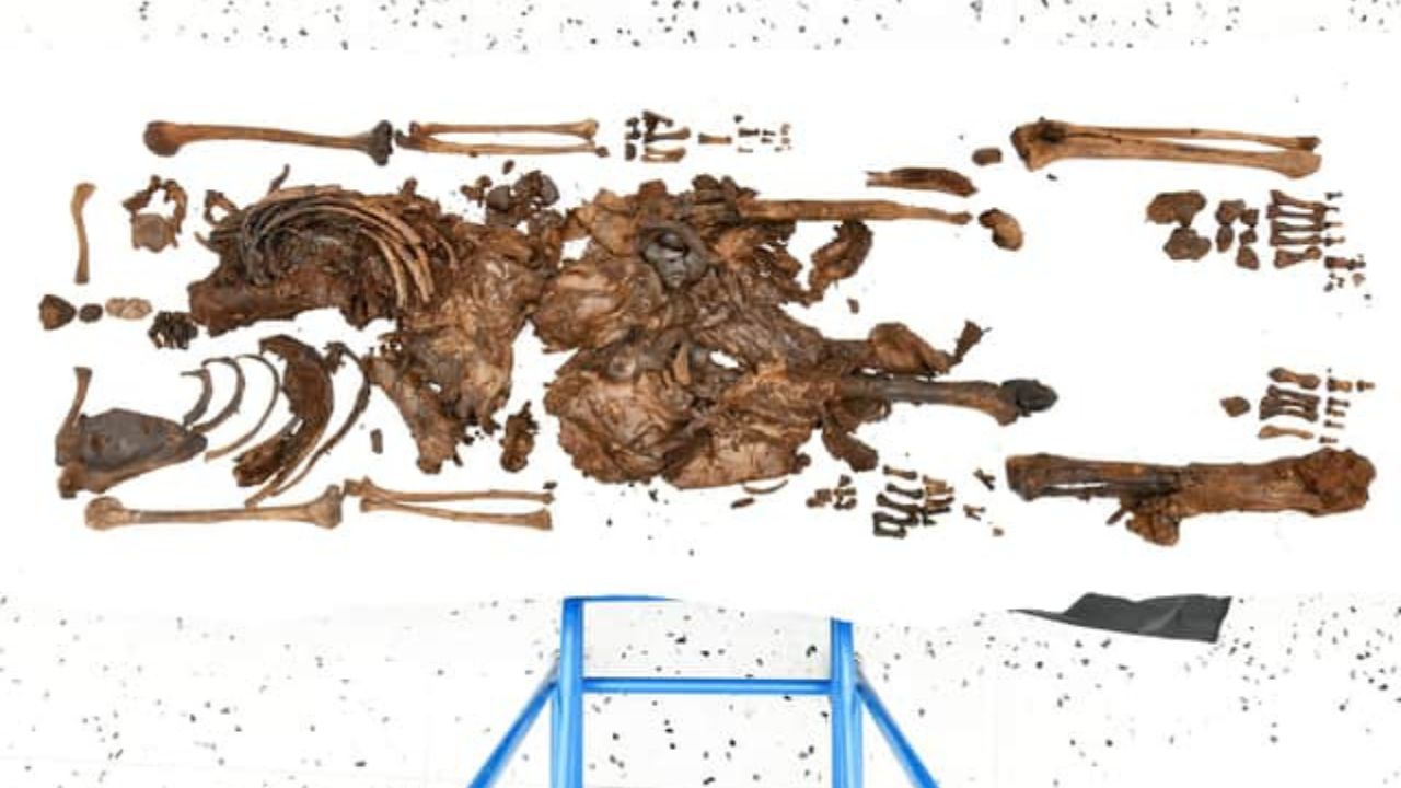 Mulher decapitada encontrada em pântano foi sacrificada em ritual há 2.000 anos