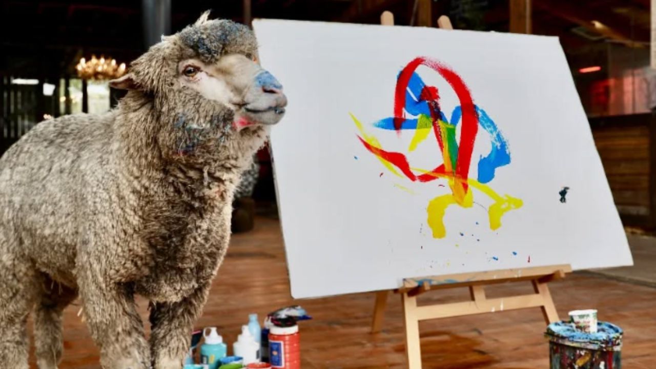 Ovelha artista desaparece e donos oferecem recompensa de R$ 1,2 milhão