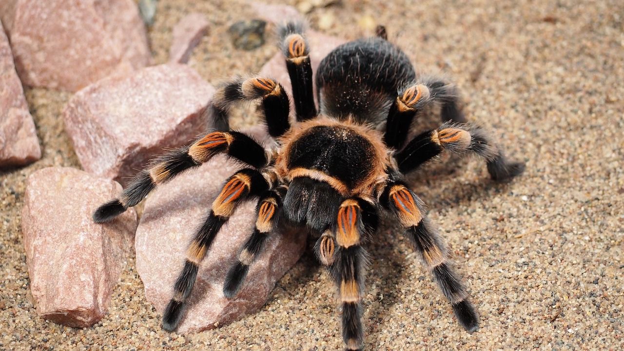 Piloto alérgico a aranhas é picado por tarântula durante voo na Espanha