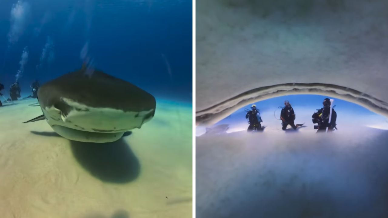 Tubarão ‘engole’ câmera de brasileira e registra imagens do interior da boca