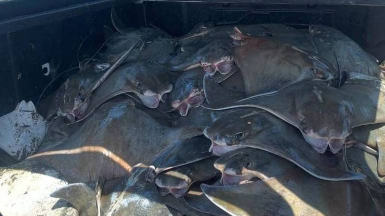 Dezenas de arraias mortas são avistadas em praia no litoral paulista
