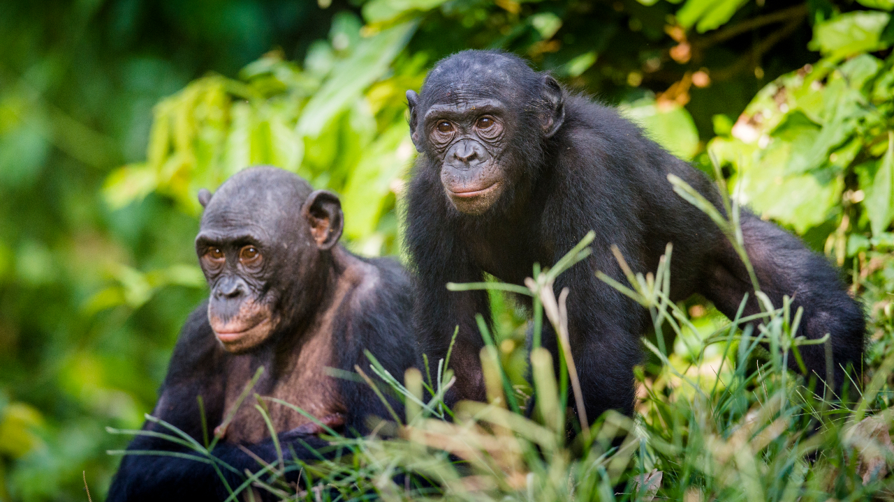 Macacos podem reconhecer erros de humanos e comunicar isso