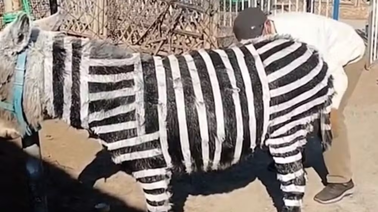 Zoológico na China divide opiniões ao ‘transformar’ burros em zebras