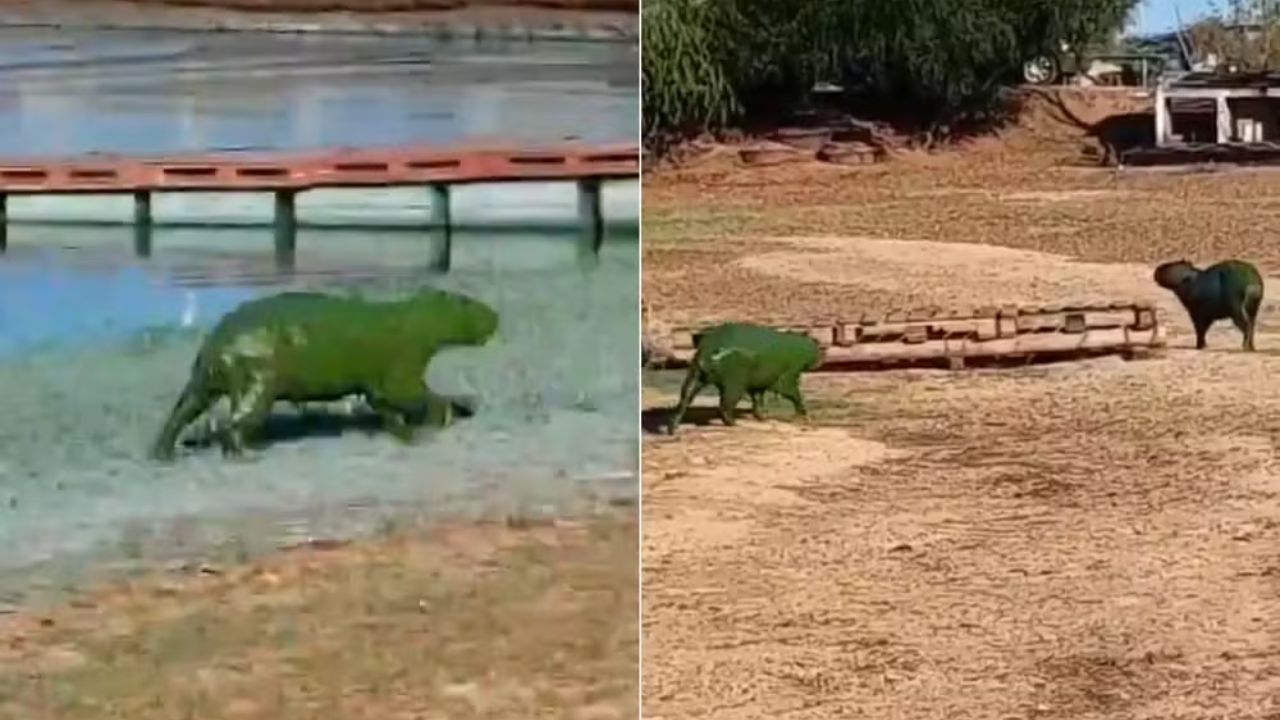 Entenda a aparição das ‘capivaras verdes’ e por que fenômeno é preocupante
