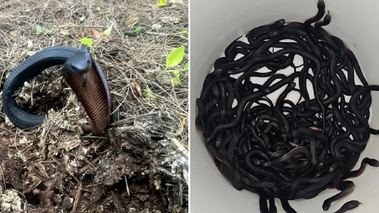Morador de Sydney ficou chocado ao encontrar 102 cobras venenosas em seu quintal