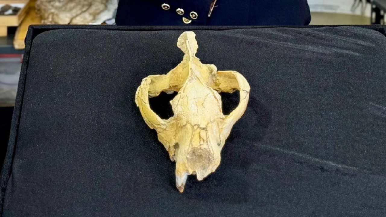 O curioso crânio quase completo de 30 milhões de anos encontrado no Egito