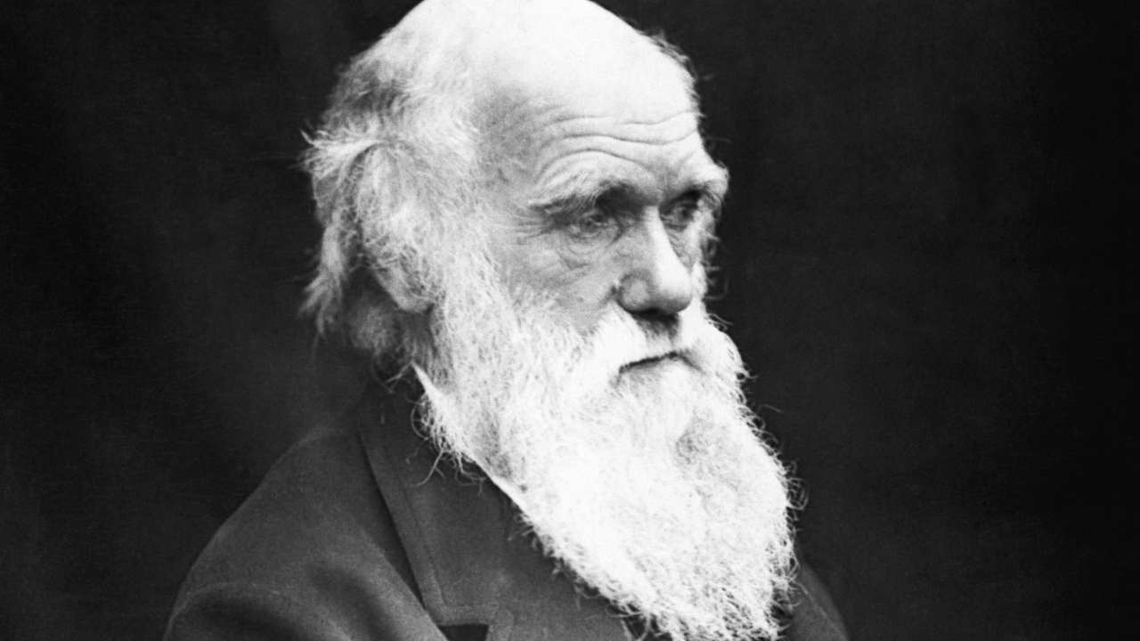 Voo dos insetos: relembre a teoria de Darwin confirmada 160 anos depois