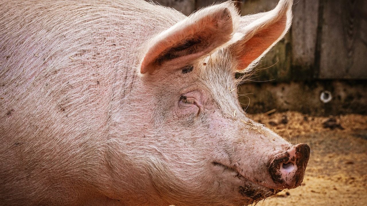 Leitão com rara mutação genética nasce com ‘rosto humano’ nas Filipinas; confira