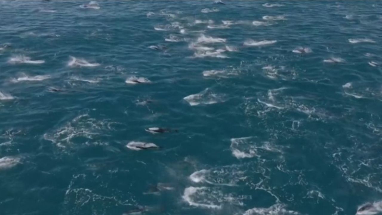 Mais de 2 mil golfinhos são avistados nadando na costa da Califórnia