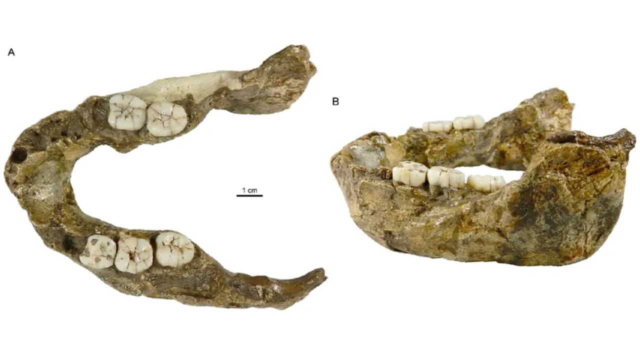 Nova espécie de hominídeo é descoberta a partir de mandíbula