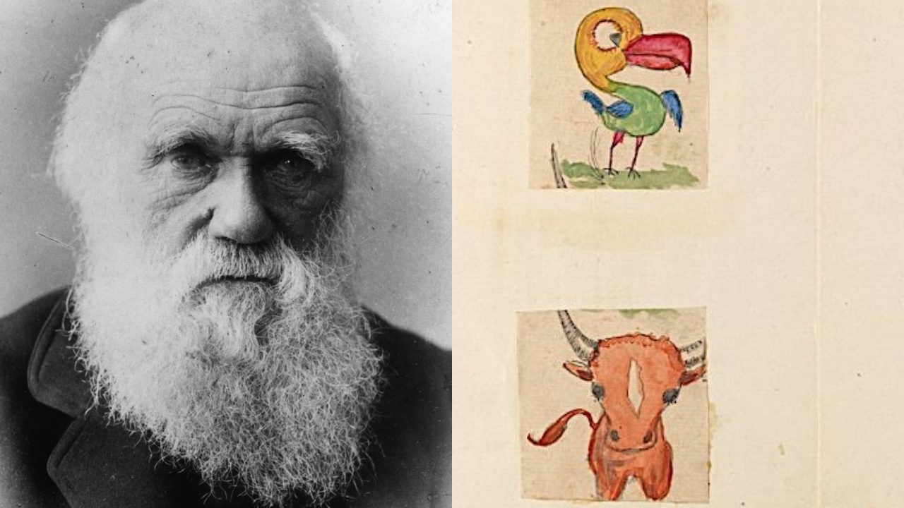 A inusitada explicação para os desenhos encontrados nos manuscritos de Darwin