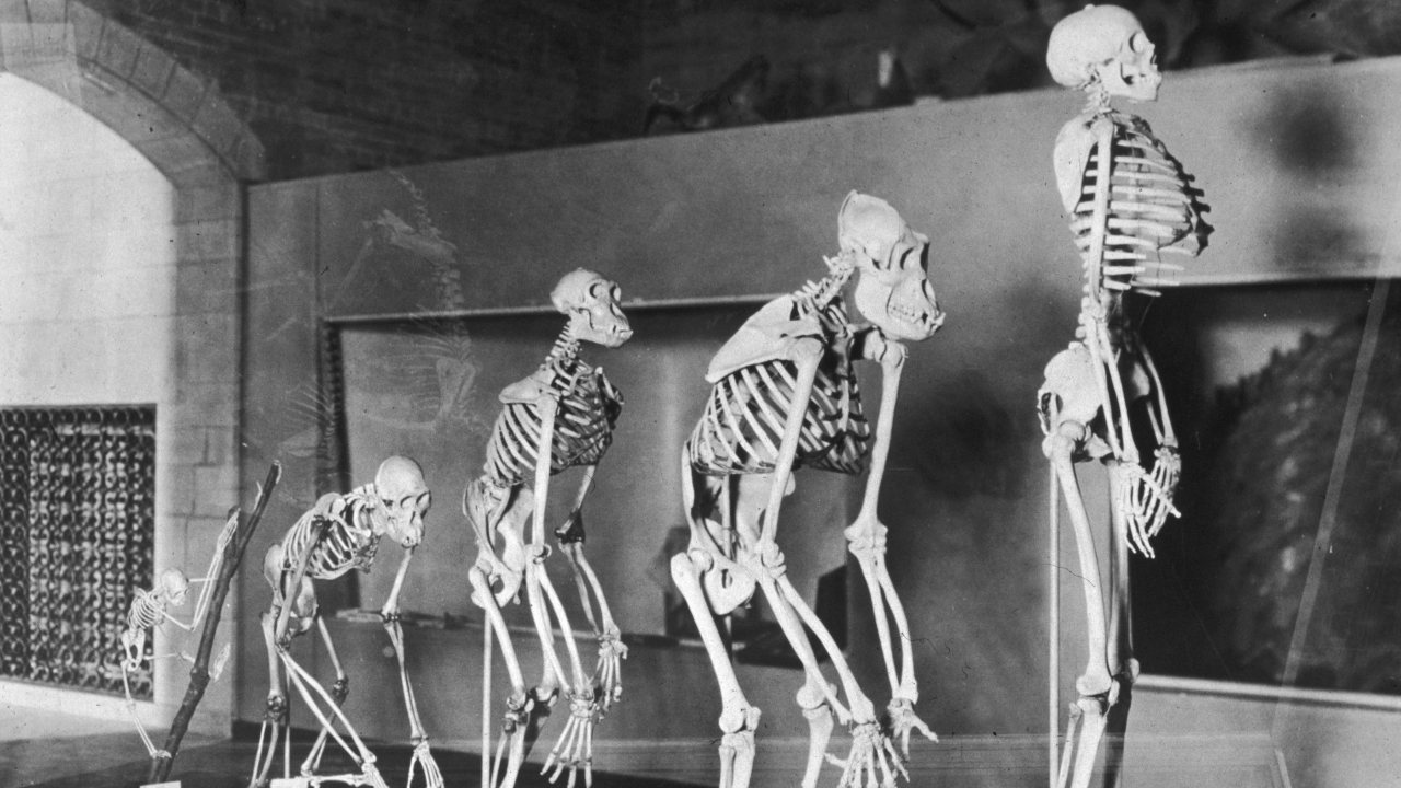 Conheça outros hominídeos que já habitaram o planeta
