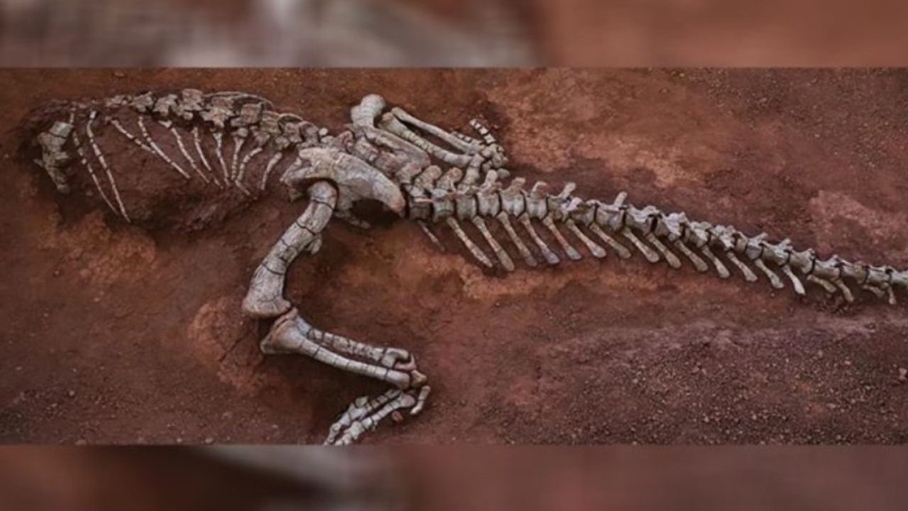 Os segredos descobertos na China através de novo fóssil de dinossauro