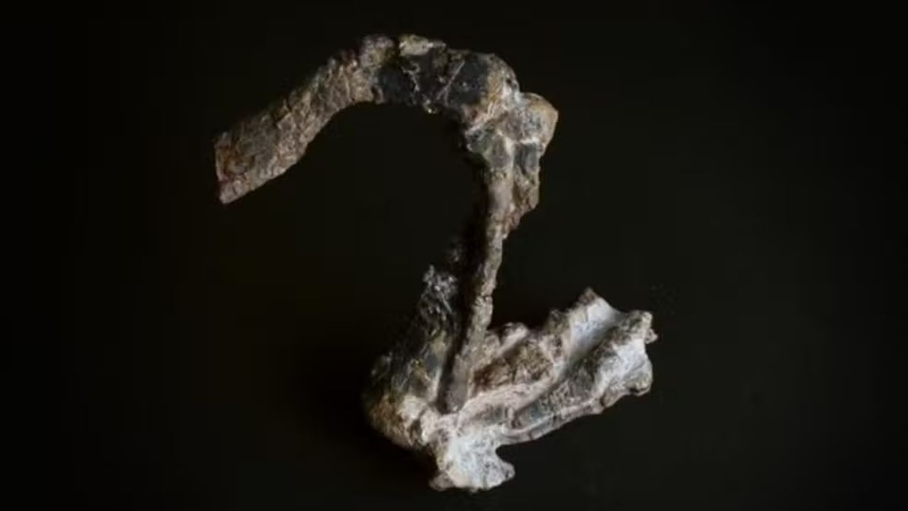 Paleontólogos descobrem fóssil anterior à era dos dinossauros no Brasil