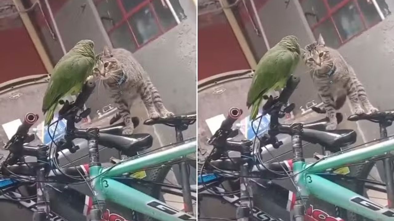 Vídeo de papagaio pedindo ajuda por medo de gato viraliza nas redes sociais