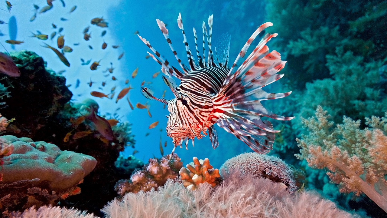 Pesquisadores capturam em Fernando de Noronha maior ‘peixe invasor’ já visto