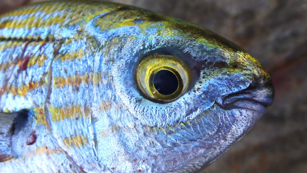 Peixes selvagens mostram capacidade de reconhecer humanos, aponta estudo