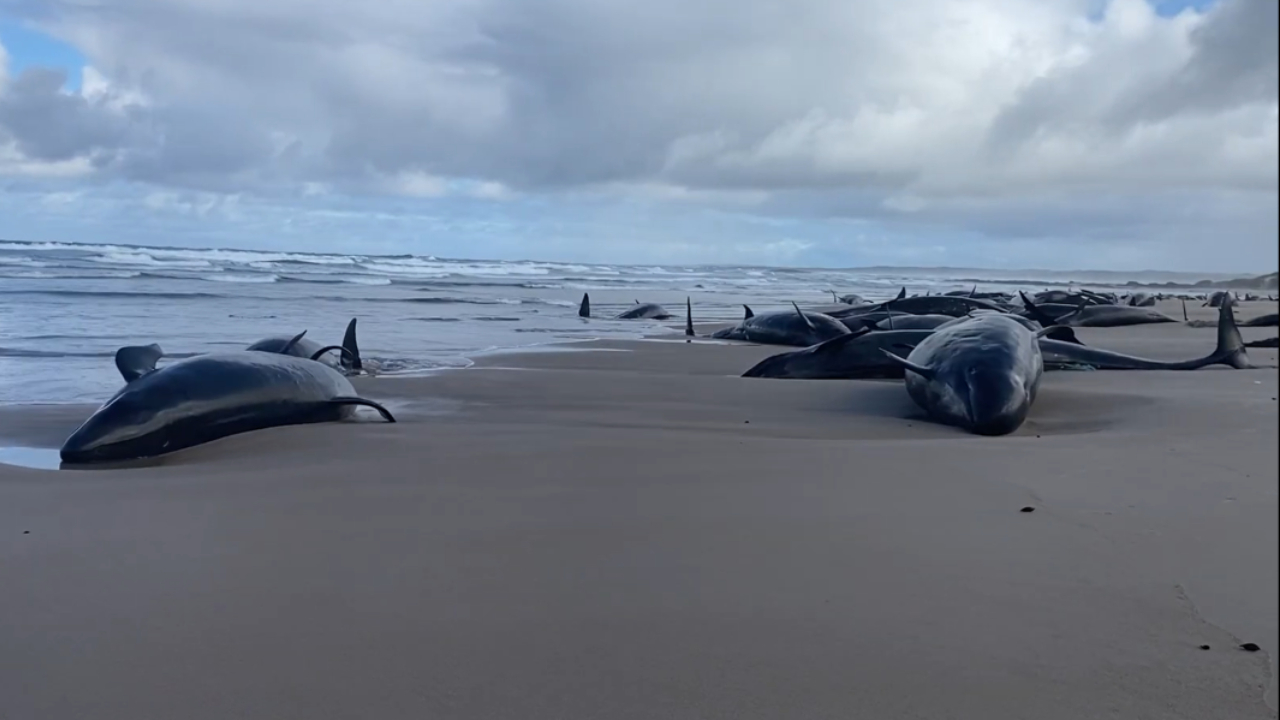 Dezenas de golfinhos gigantes são sacrificados após resgate falho na Austrália