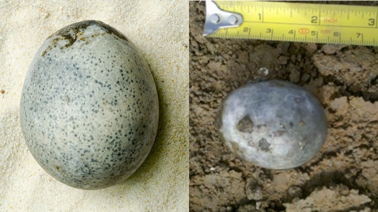 Conheça o curioso ovo intacto de 1.700 anos encontrado na Inglaterra