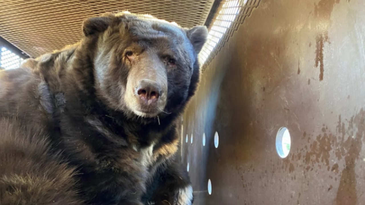 Urso enorme é encontrado escondido em casa evacuada pelos incêndios na Califórnia