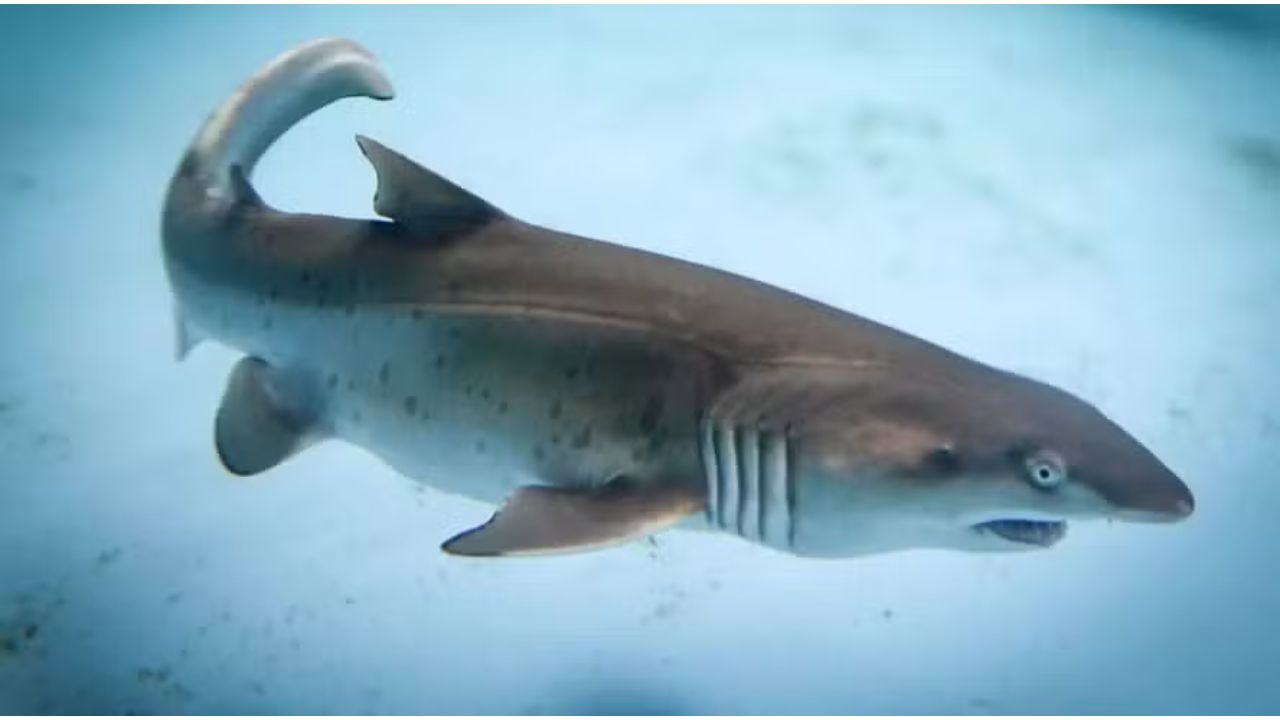 Filhote de espécie rara de tubarão nasce em aquário na Austrália