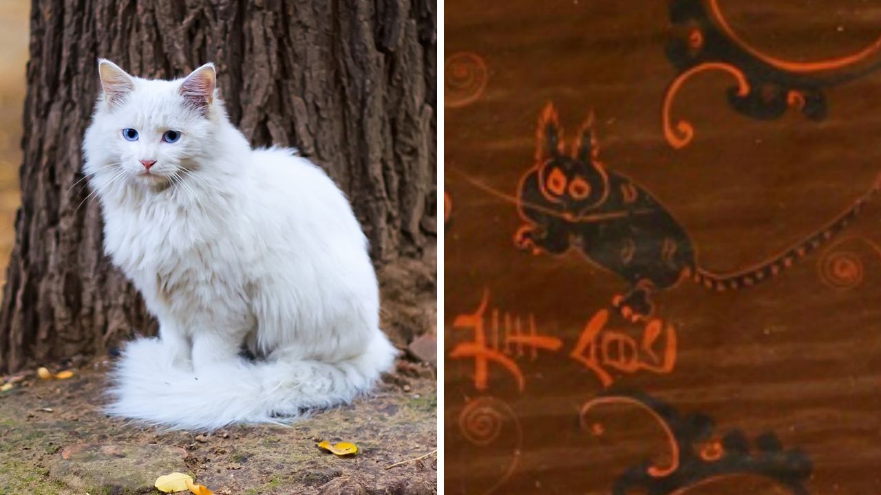 Gatos de estimação chegaram à China pela Rota da Seda há 1.400 anos, diz estudo