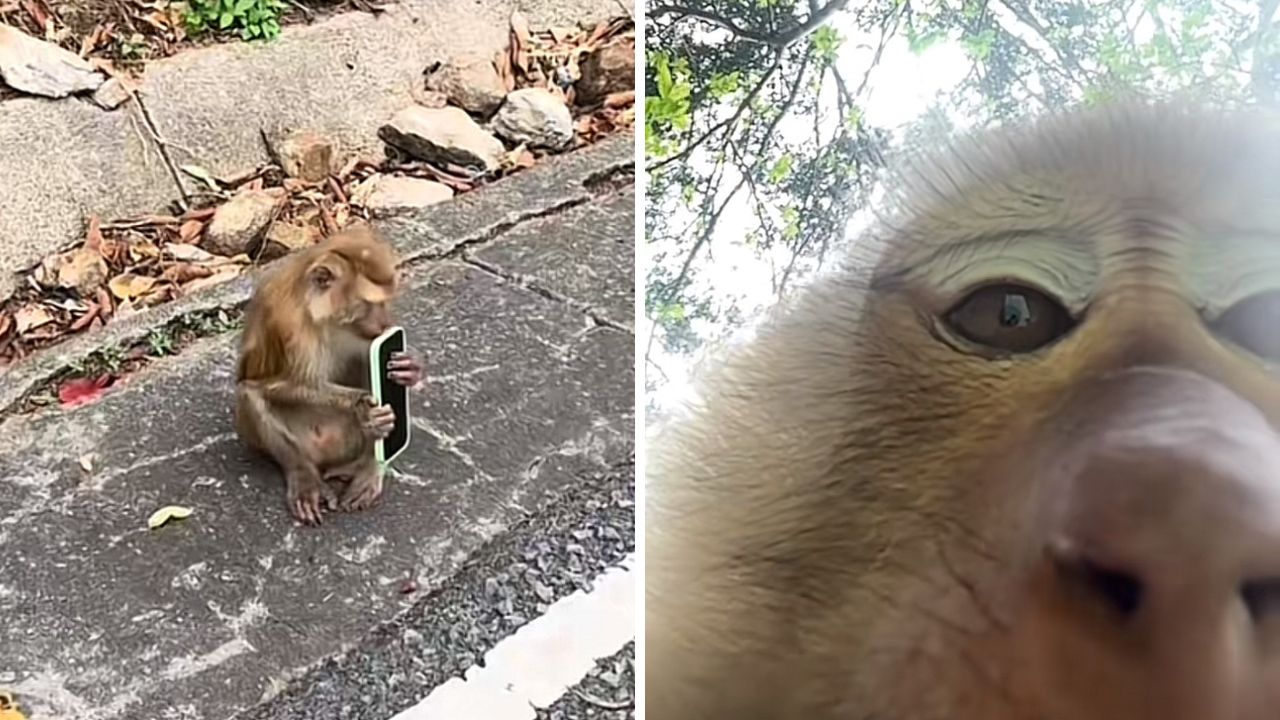 Macaco rouba celular de turista na Tailândia e tira ‘selfies’