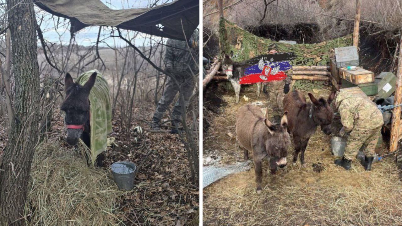 Em meio à guerra, Rússia recorre a tática milenar: uso de cavalos e burros