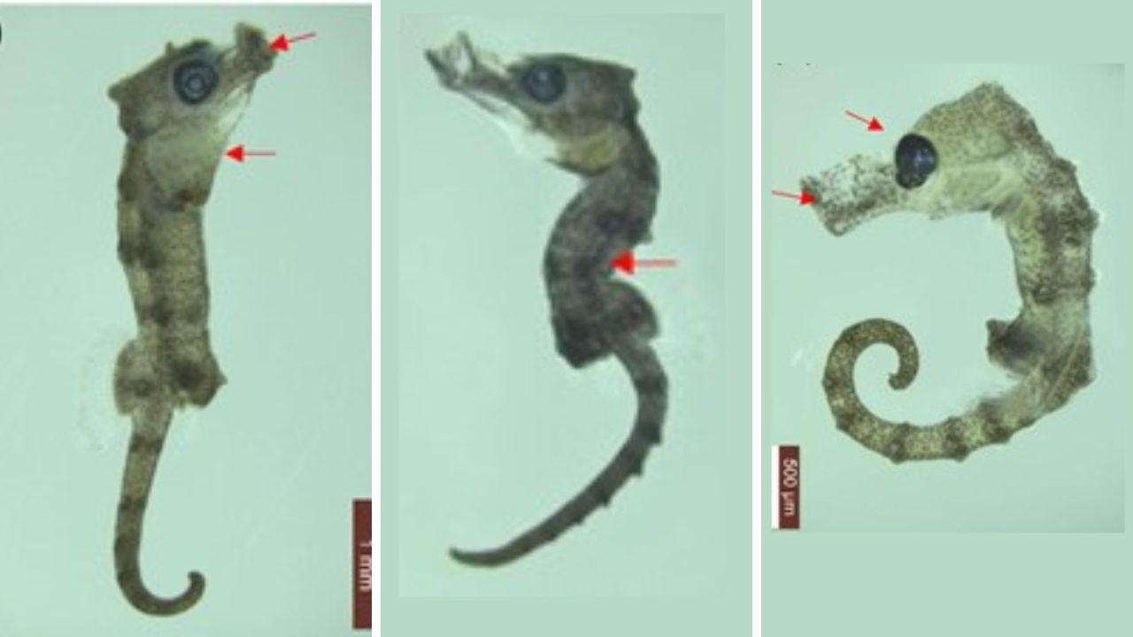 Estudo aponta relação entre derramamento de óleo e anomalias em cavalos-marinhos