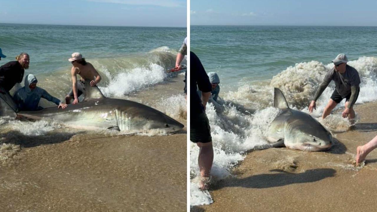 Pescadores se emocionam ao capturar tubarão-branco nos EUA: ‘Inacreditável’