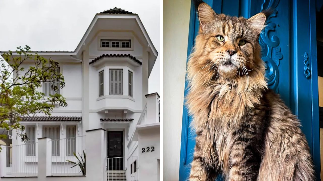 Petrópolis inaugura primeiro museu dedicado a gatos do Brasil