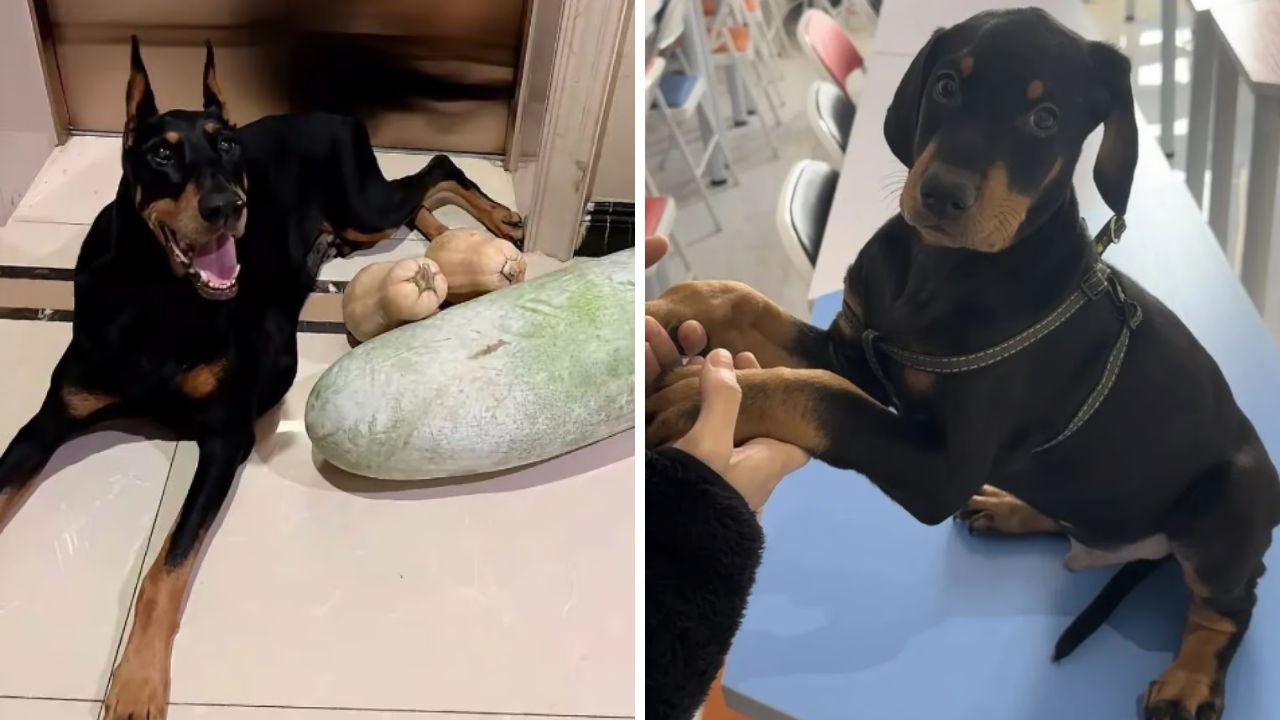 Mulher chinesa paga R$ 125 mil para clonar cão falecido