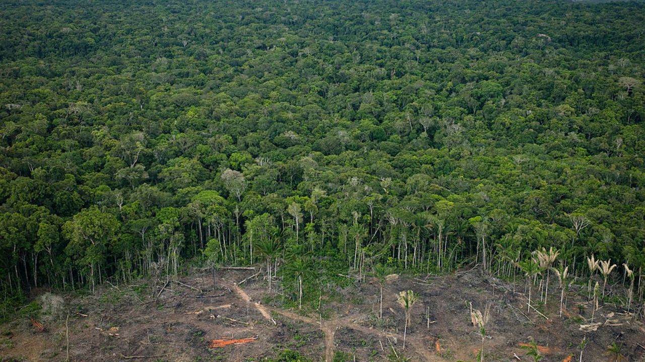 Construção de nova rodovia na Amazônia gera polêmica antes da COP30; entenda!