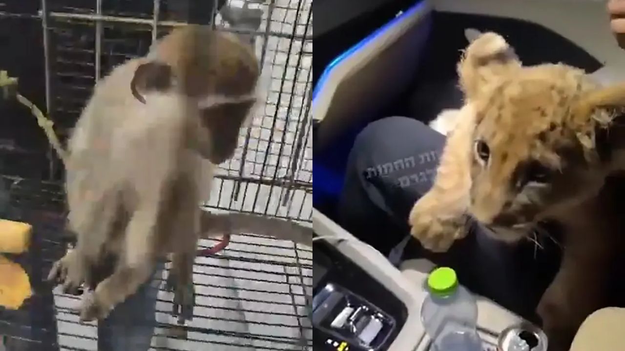 Polícia investiga vídeo que mostra filhote de leão e macaco ‘passeando’ em carro
