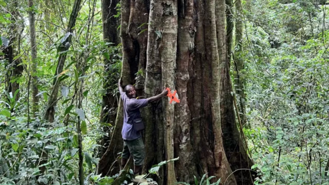 Especialistas descobrem que árvore africana pode viver até 3 mil anos