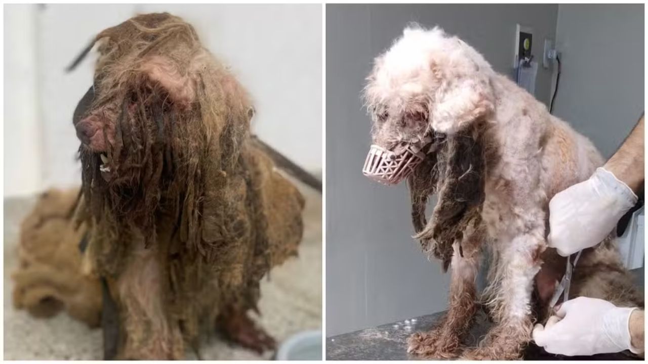 Vítima de maus-tratos, cachorro tem quase 3 kg de pelos sujos removidos