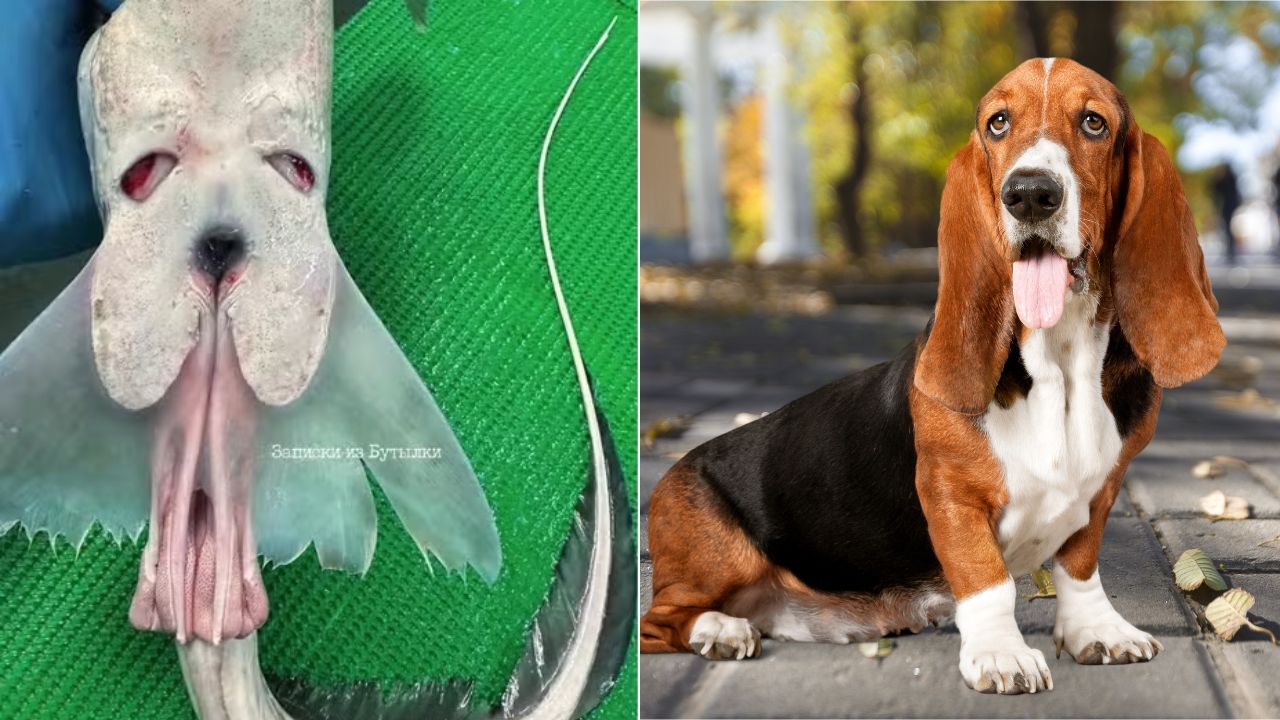 Pescador surpreende a internet com criatura marinha parecida com cão basset