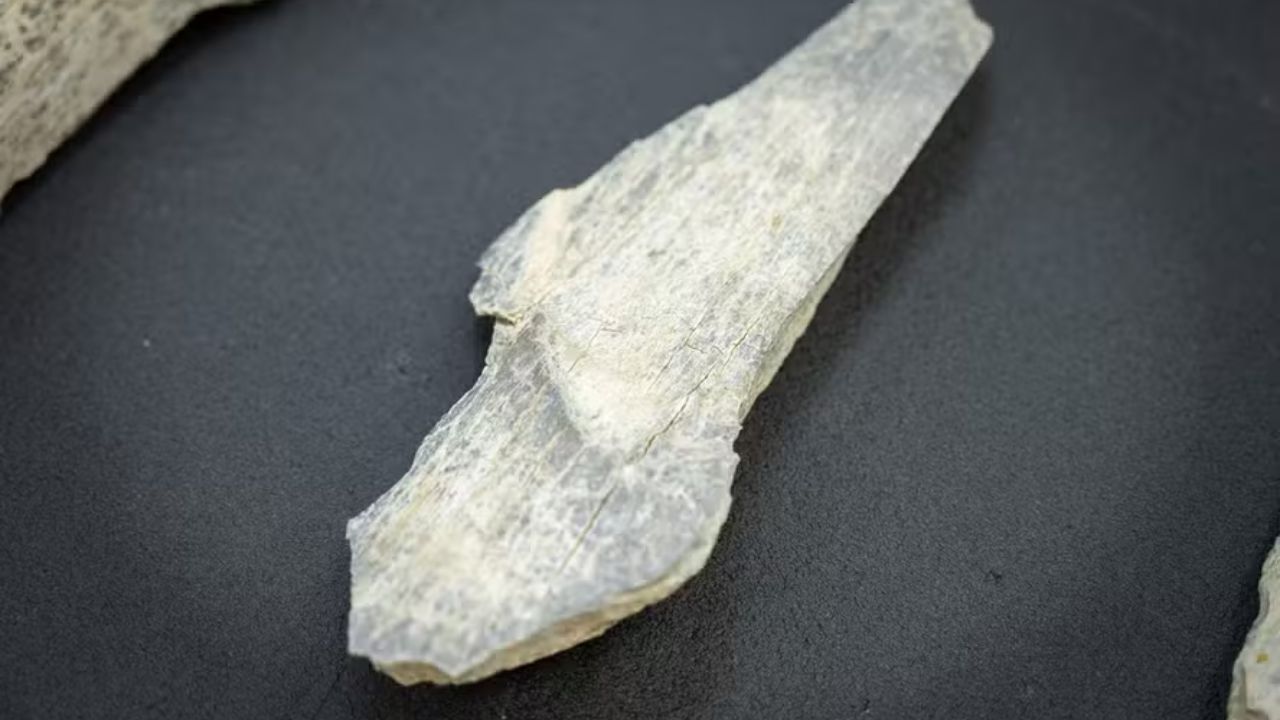 Hominídeos faziam ferramentas com ossos bem antes do que se imaginava