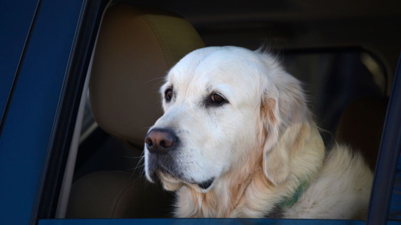 Humanos não entendem de verdade as expressões de seus cães, segundo estudo