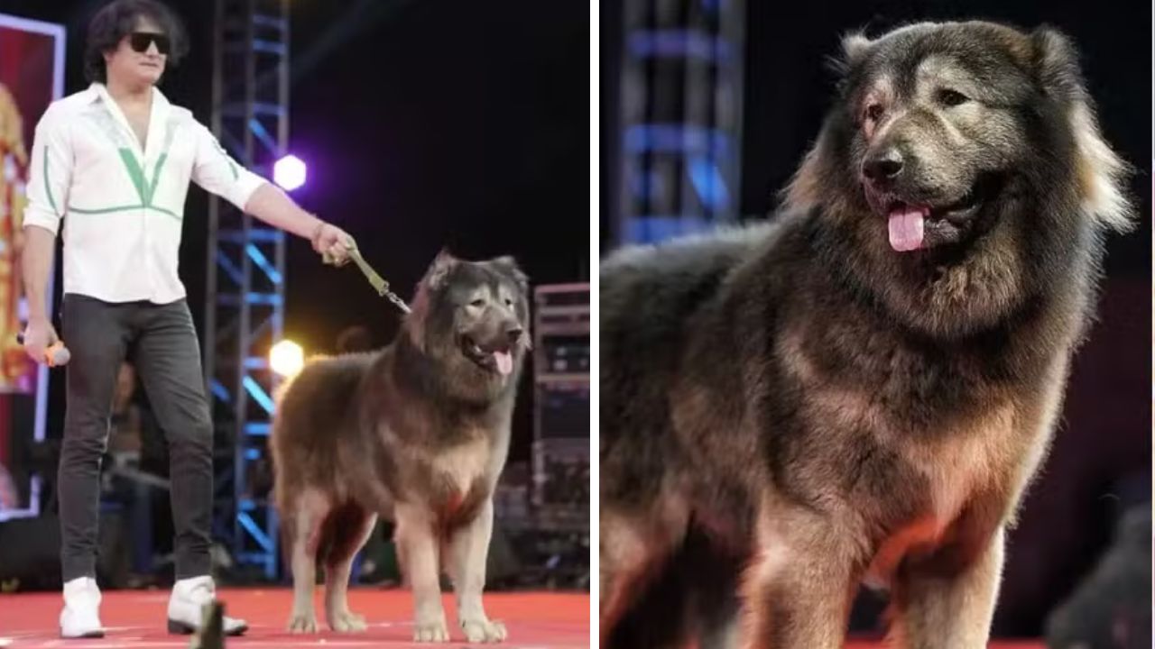 Cão mais caro do mundo é comprado por R$ 32,6 milhões