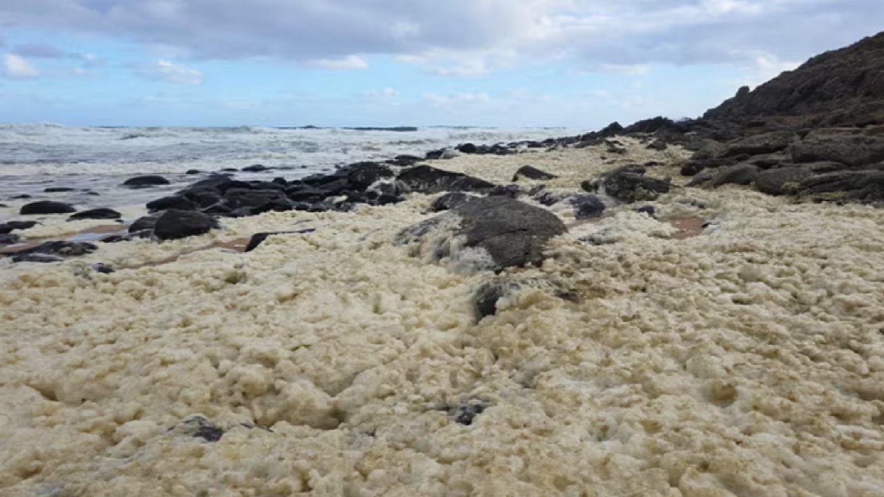 Espuma misteriosa em praias deixa surfistas doentes e causa mortes de espécies marinhas