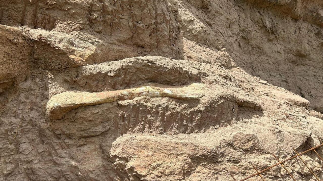 Suposto fóssil de Titanossauro é encontrado em rodovia de Minas Gerais