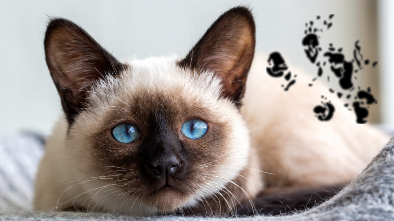 A curiosa história do gato que publicou artigos científicos
