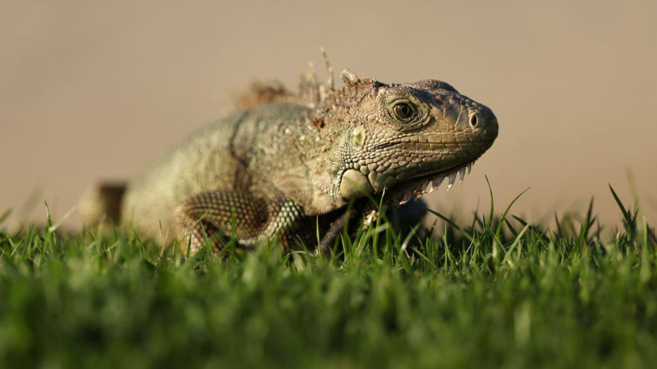 Rafting: Entenda o fenômeno que fez iguanas atravessarem o Oceano Pacífico