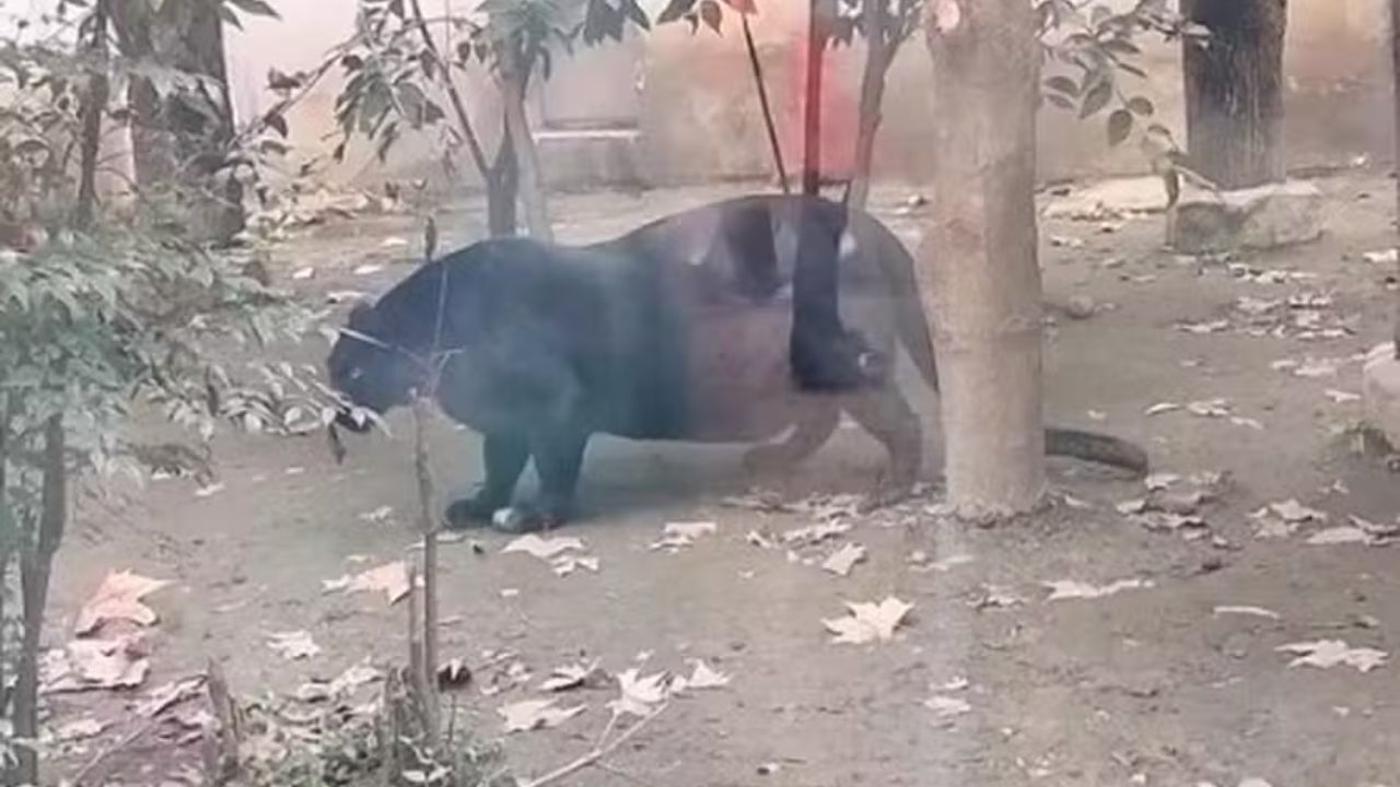 Pantera obesa em zoológico chinês chama a atenção de internautas