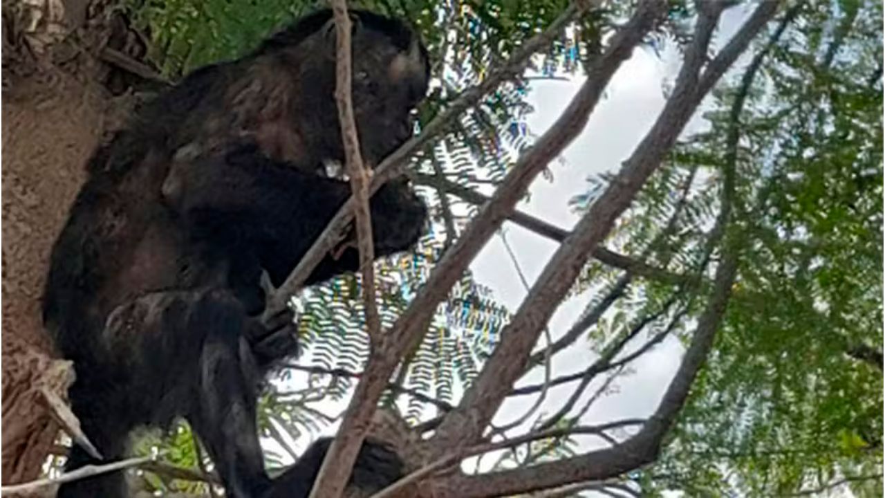 Macaco-prego autor de furtos a residências é capturado no Peru