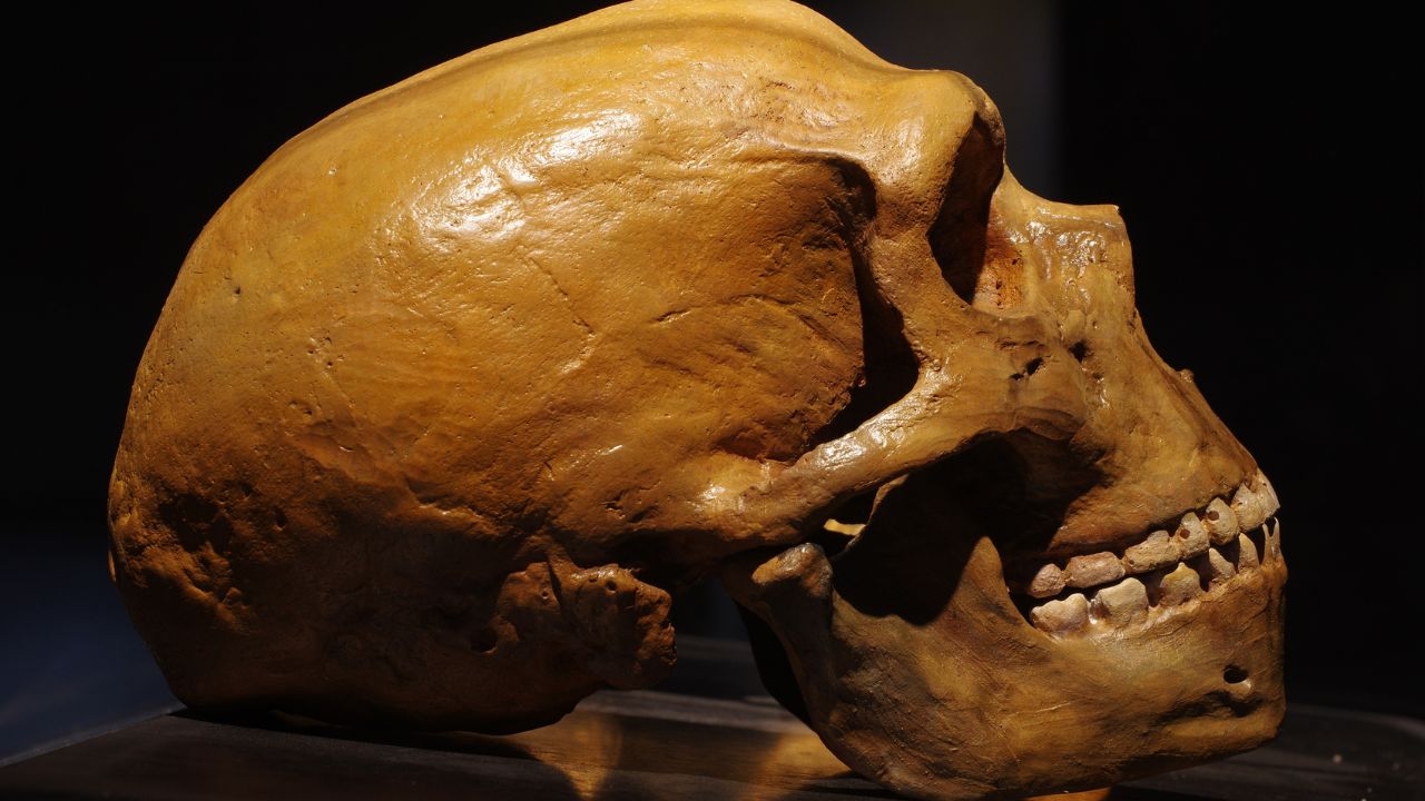 Estudo sugere uma causa para a extinção dos neandertais